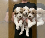 Small Photo #2 Goldendoodle (Miniature) Puppy For Sale in BRKN ARW, OK, USA