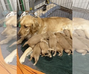 Mother of the Golden Retriever puppies born on 12/20/2021