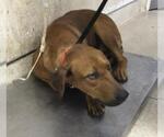 Small Rhodesian Ridgeback