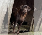 Small Photo #1 Irish Setter-Labrador Retriever Mix Puppy For Sale in SHEDD, OR, USA