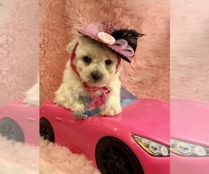 Bichpoo Puppy for sale in LAKE ELSINORE, CA, USA