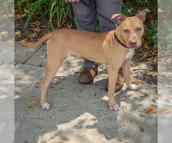 Medium Photo #3 American Staffordshire Terrier-Vizsla Mix Puppy For Sale in Huntley, IL, USA