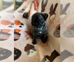 Small Photo #8 Pug Puppy For Sale in CLINTON, MI, USA