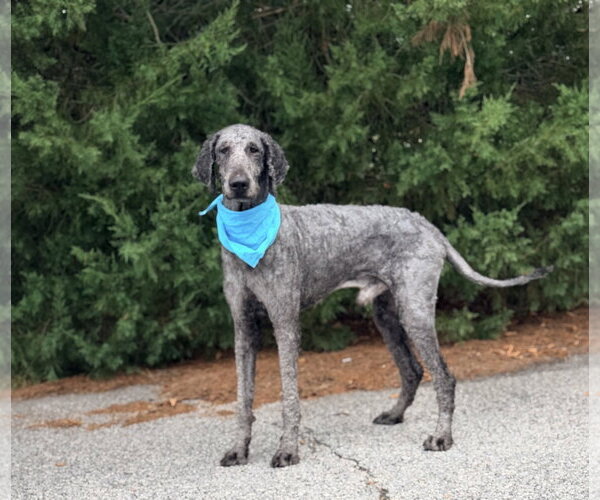 Medium Photo #1 Poodle (Standard)-Unknown Mix Puppy For Sale in Raleigh, NC, USA