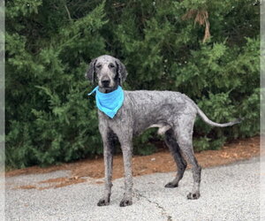 Poodle (Standard)-Unknown Mix Dogs for adoption in Raleigh, NC, USA
