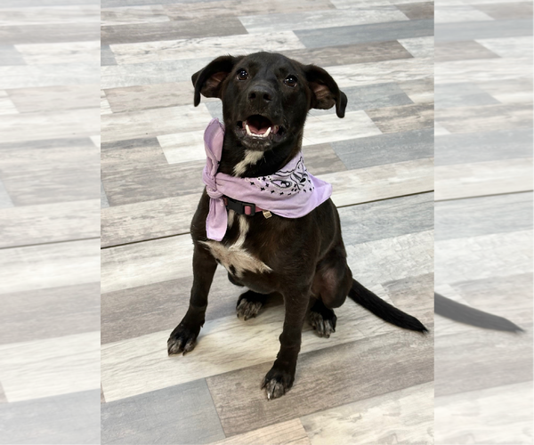 Medium Photo #2 Labrador Retriever-Unknown Mix Puppy For Sale in Woodbury, NY, USA