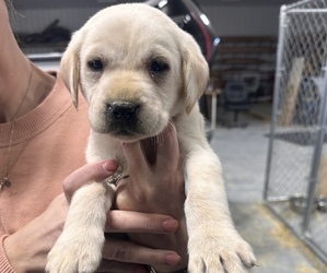 Labrador Retriever Puppy for sale in PROLE, IA, USA