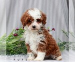 Small Poodle (Miniature)