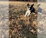Puppy Jeffrey Border Collie-Papillon Mix