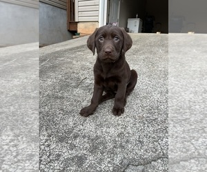 Labrador Retriever Litter for sale in KENNESAW, GA, USA
