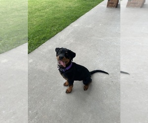 Rottweiler Puppy for sale in OKLAHOMA CITY, OK, USA