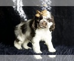 Small Photo #73 Cocker Spaniel Puppy For Sale in WARSAW, IN, USA