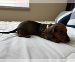 Puppy Red Girl Dachshund