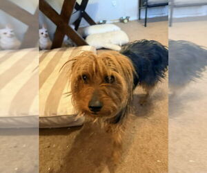 Mutt Dog for Adoption in Vail, Arizona USA