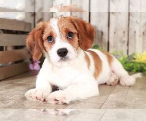 Cava-Tzu Puppy for sale in MOUNT VERNON, OH, USA