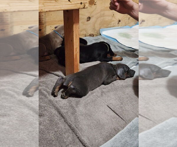 Medium Photo #13 Doberman Pinscher Puppy For Sale in CLINTON, OH, USA