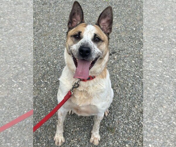Medium Photo #3 Mutt Puppy For Sale in Rockaway, NJ, USA
