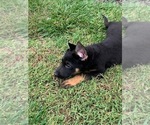 Small Photo #7 German Shepherd Dog Puppy For Sale in EAST FREEHOLD, NJ, USA