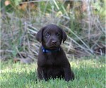 Puppy 3 Labrador Retriever