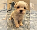 Evan - Male Mal-Shi Dog for Adoption - Small photo