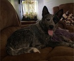 Small Photo #1 Australian Cattle Dog Puppy For Sale in CENTRAL, SC, USA