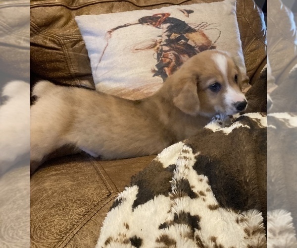 Medium Photo #9 Aussie-Corgi Puppy For Sale in LUBBOCK, TX, USA