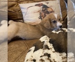Small Photo #9 Aussie-Corgi Puppy For Sale in LUBBOCK, TX, USA