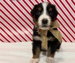 Small Photo #16 Australian Shepherd Puppy For Sale in OLD LYME, CT, USA