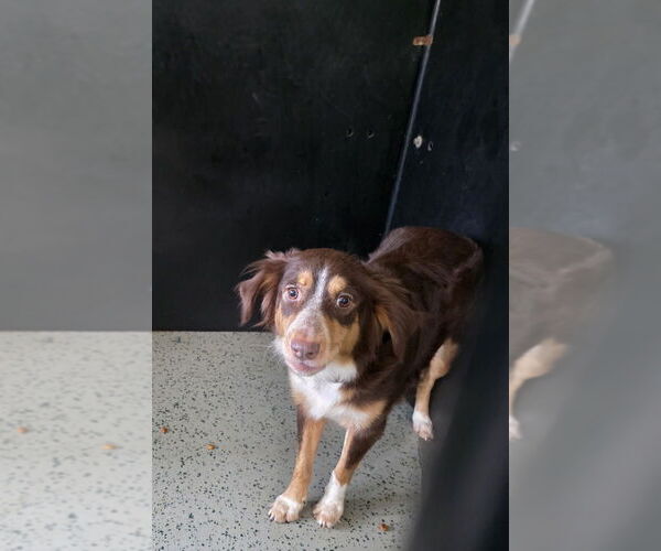 Medium Photo #1 Australian Shepherd-Unknown Mix Puppy For Sale in Osgood, IN, USA