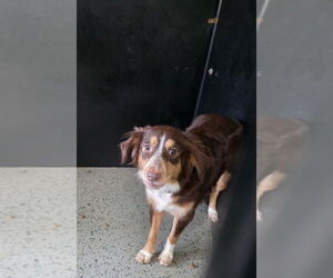 Australian Shepherd-Unknown Mix Dogs for adoption in Osgood, IN, USA