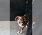 Small Australian Shepherd Mix