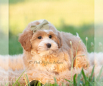 Small #2 Poodle (Miniature)