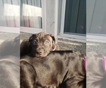 Small Photo #1 Staffordshire Bull Terrier Puppy For Sale in LONG BEACH, CA, USA