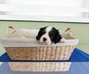 Cavalier King Charles Spaniel Puppy for sale in LONGVIEW, WA, USA
