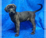 Small #1 Labrador Retriever Mix