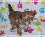 Small Photo #8 Morkie Puppy For Sale in ORO VALLEY, AZ, USA