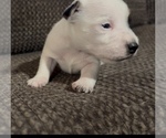 Small #1 Jack Russell Terrier
