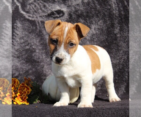Medium Photo #5 Jack Russell Terrier Puppy For Sale in LEBANON, PA, USA