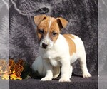 Small Photo #5 Jack Russell Terrier Puppy For Sale in LEBANON, PA, USA