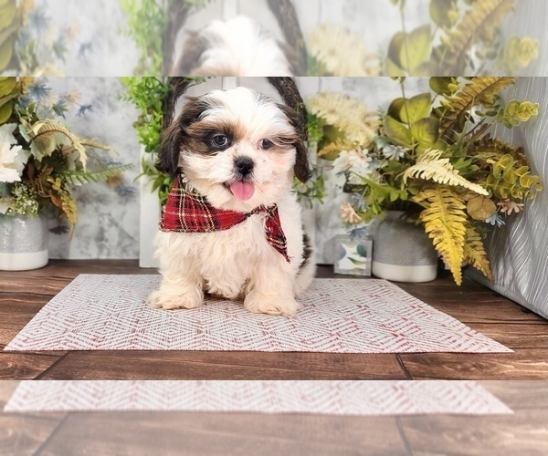 Medium Photo #4 Shih Tzu Puppy For Sale in MARIETTA, GA, USA