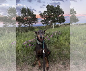 Diamond - Female Doberman Pinscher Dog for Adoption - Photo #3