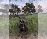 Small #2 Doberman Pinscher