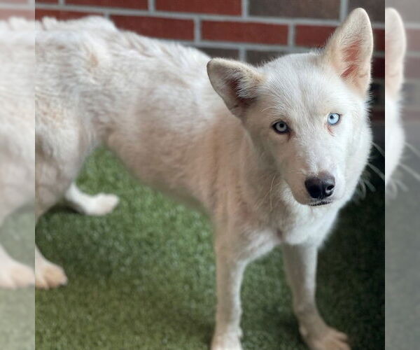 Medium Photo #1 Siberian Husky Puppy For Sale in Edmond, OK, USA
