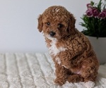 Small #9 Goldendoodle (Miniature)