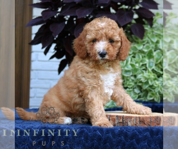 Medium Photo #1 Cavapoo (Miniature) Puppy For Sale in LEOLA, PA, USA