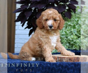 Cavapoo (Miniature) Puppy for sale in LEOLA, PA, USA