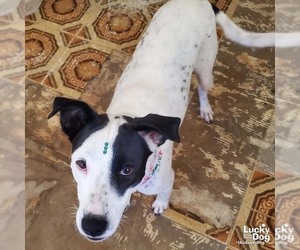 Danish - Female Lab-Pointer Dog for Adoption - Photo #3