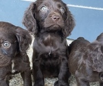 Small Photo #1 Boykin Spaniel Puppy For Sale in LAUREL, MS, USA