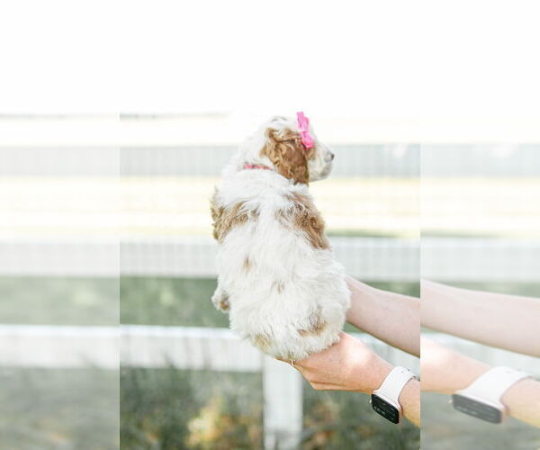 Medium Photo #68 Goldendoodle (Miniature) Puppy For Sale in FREDERICA, DE, USA