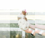 Small Photo #68 Goldendoodle (Miniature) Puppy For Sale in FREDERICA, DE, USA